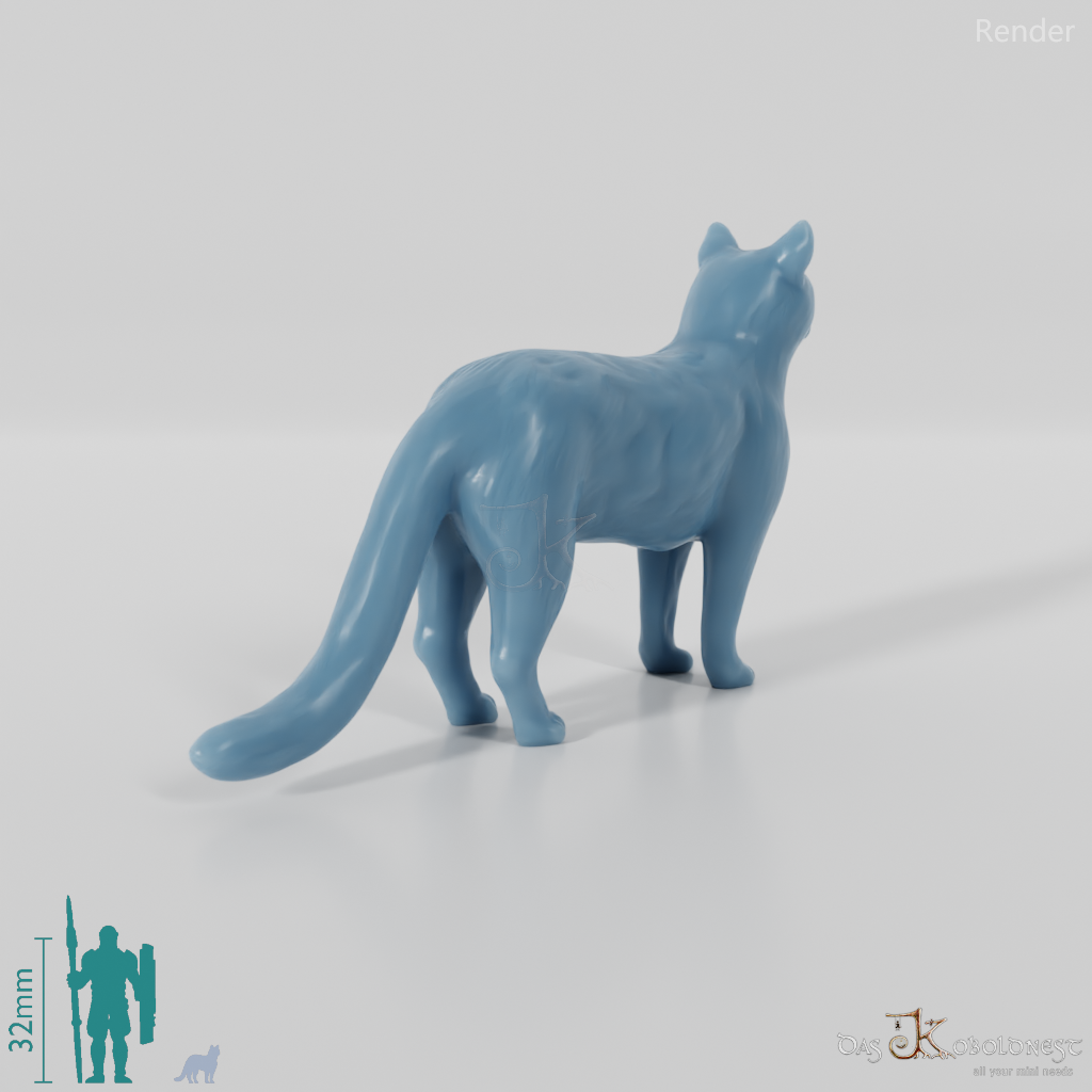 Cat - domestic cat 02