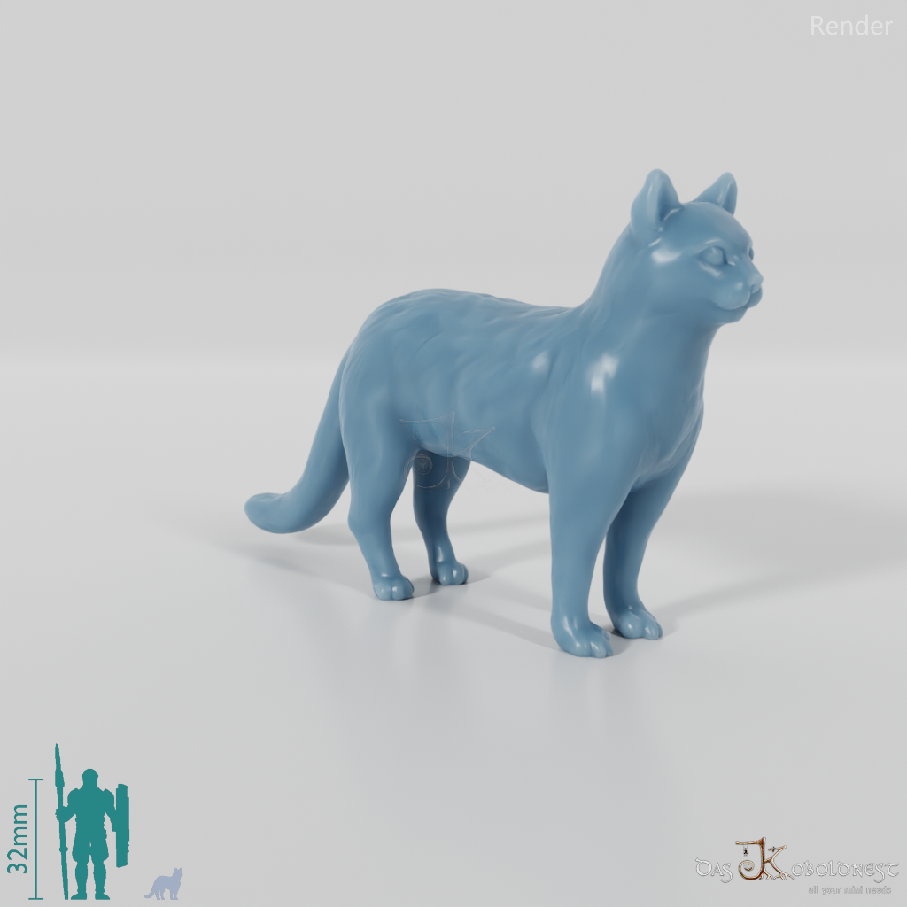 Cat - domestic cat 02