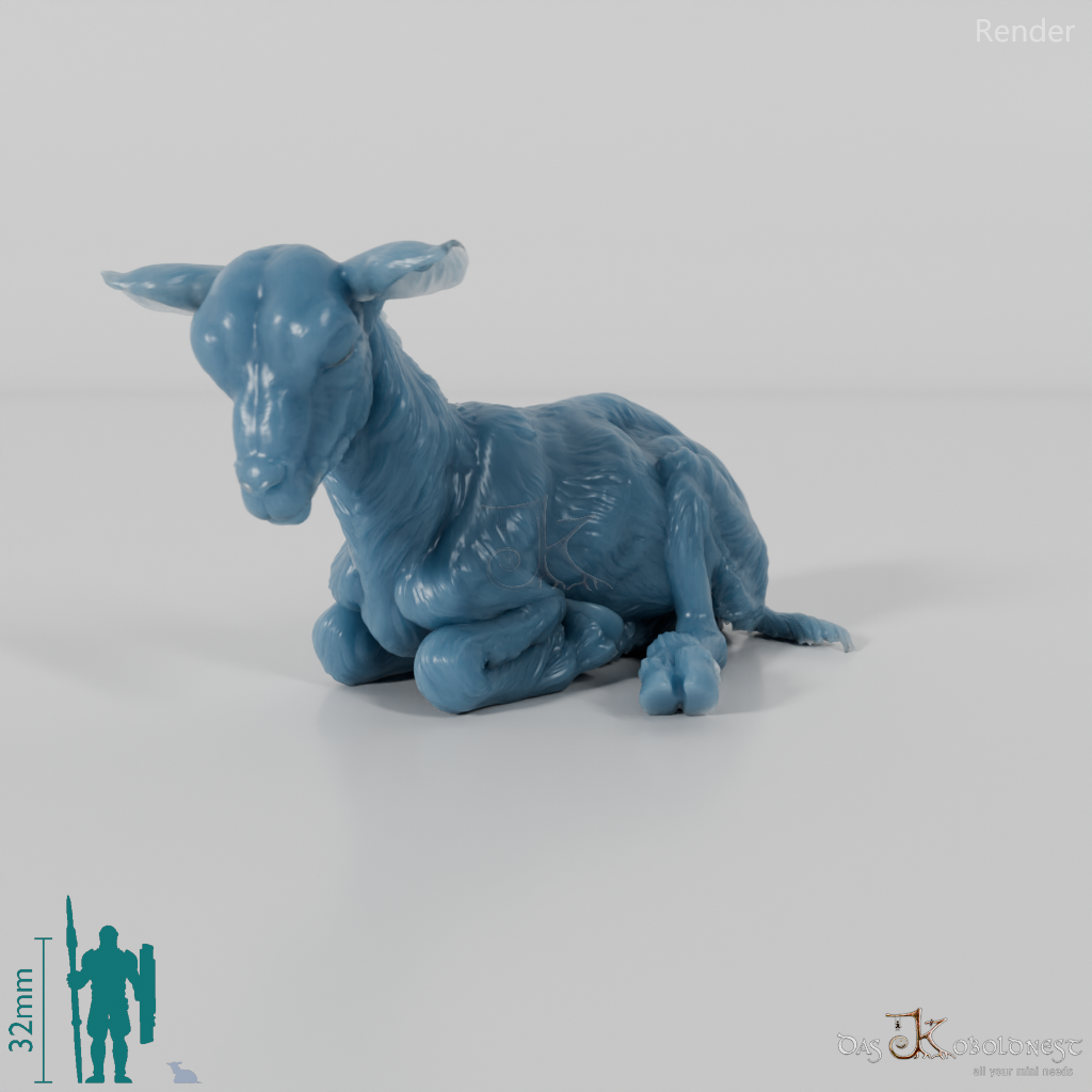 Ziege - Gebirgsziege - Kitz 04