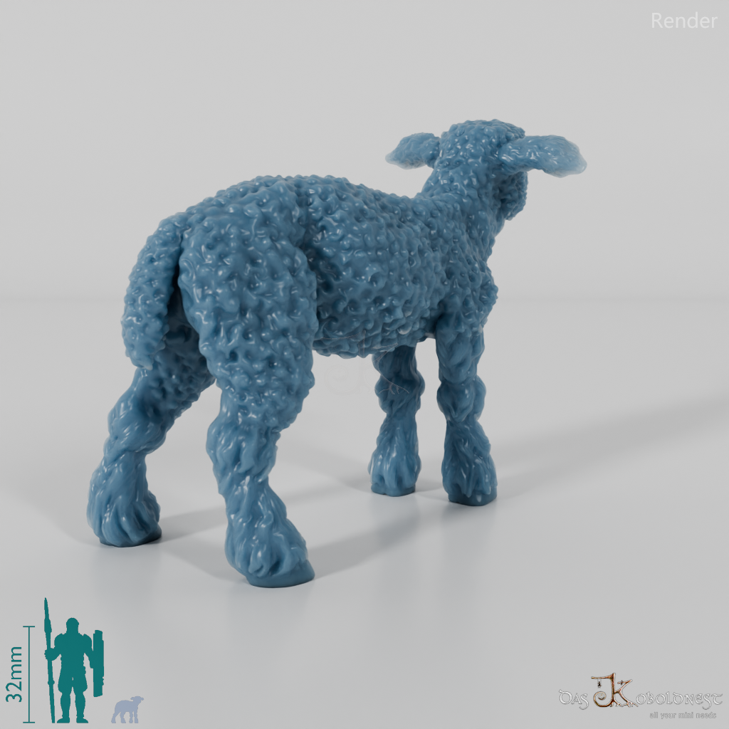 Schaf - Devon and Cornwall Longwool - Lamm 03