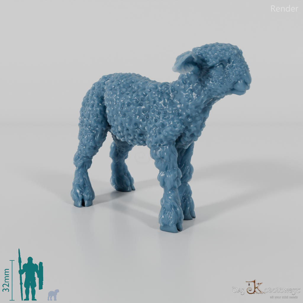 Schaf - Devon and Cornwall Longwool - Lamm 03