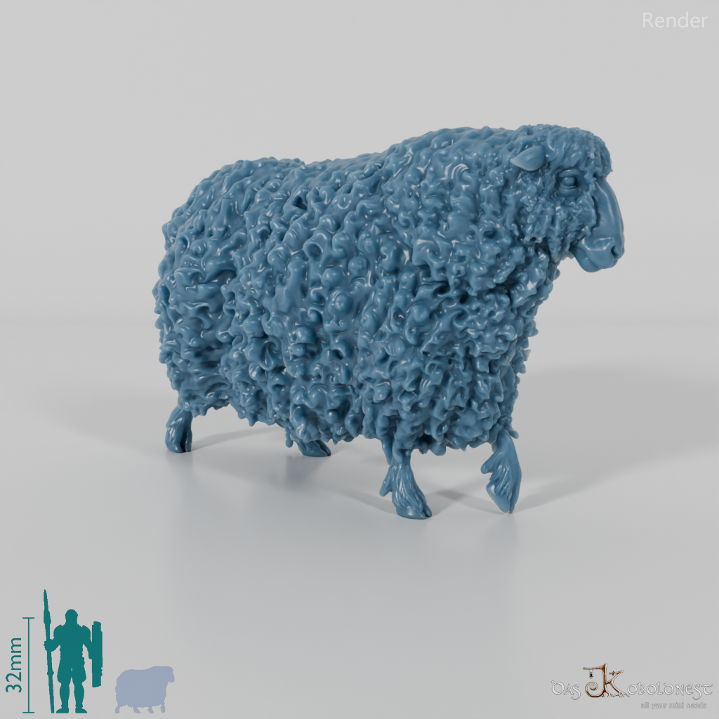Schaf - Devon and Cornwall Longwool - Schaf 03