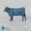 Rind - Schottisches Hochlandrind 02