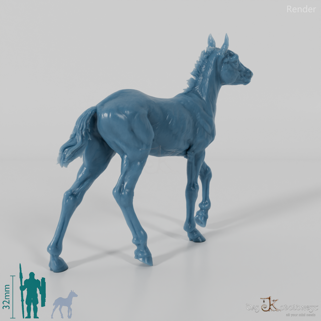 Pferd - Konik-Fohlen 01