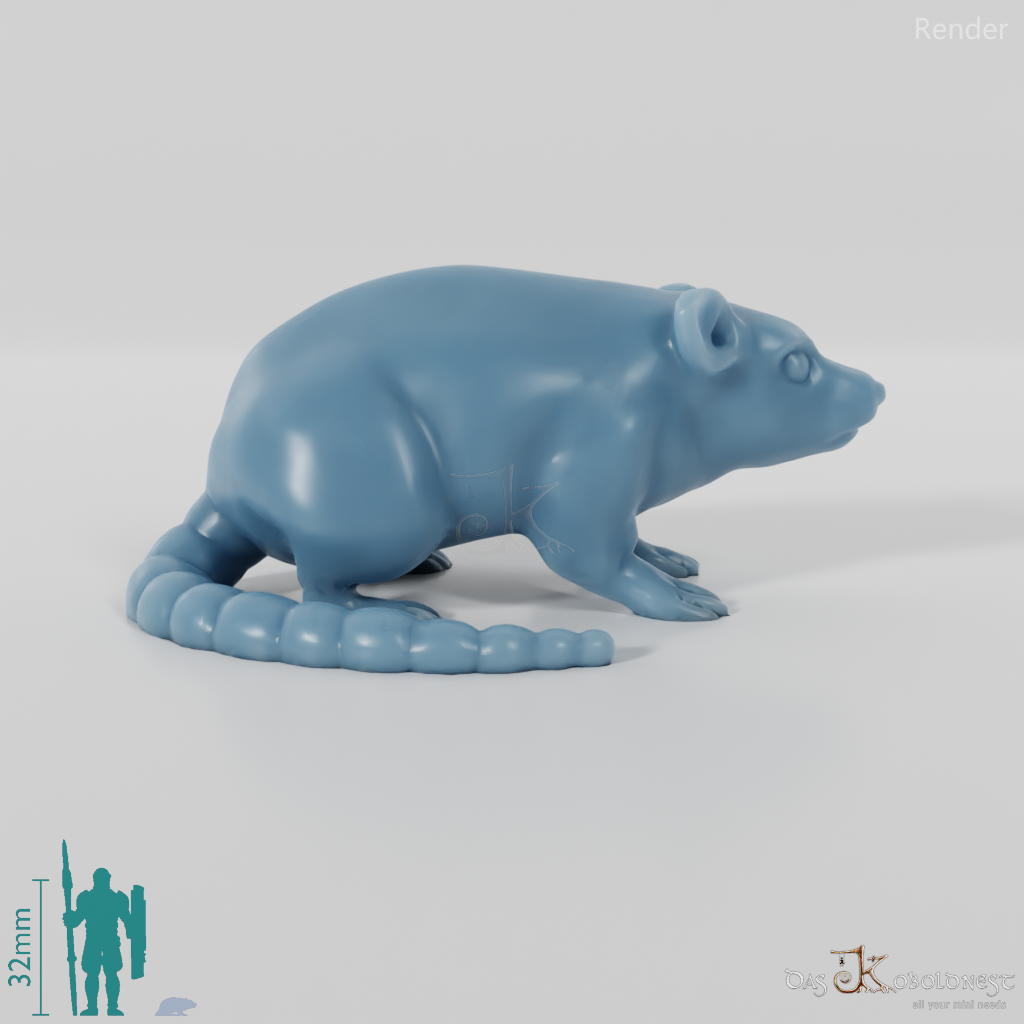 Rodent - Rat 01