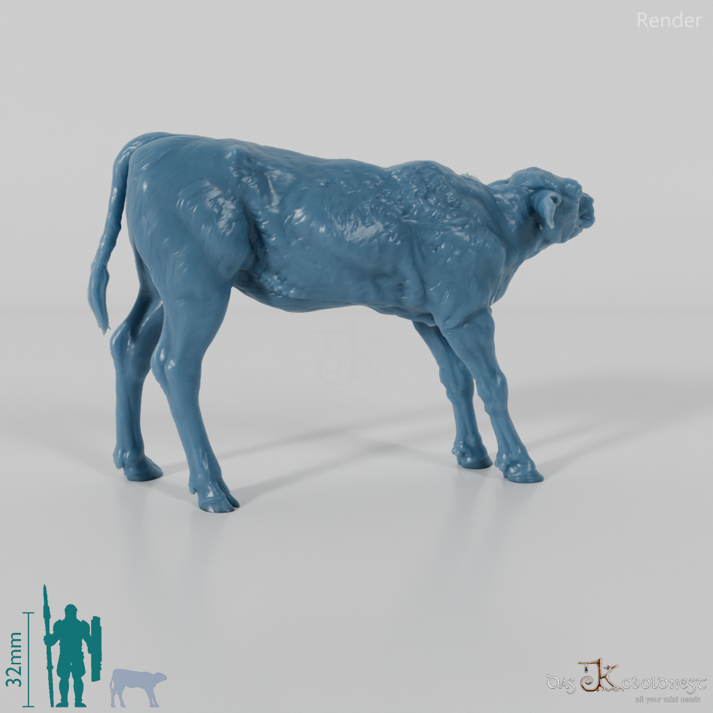 Rind - North Devon Kalb 03