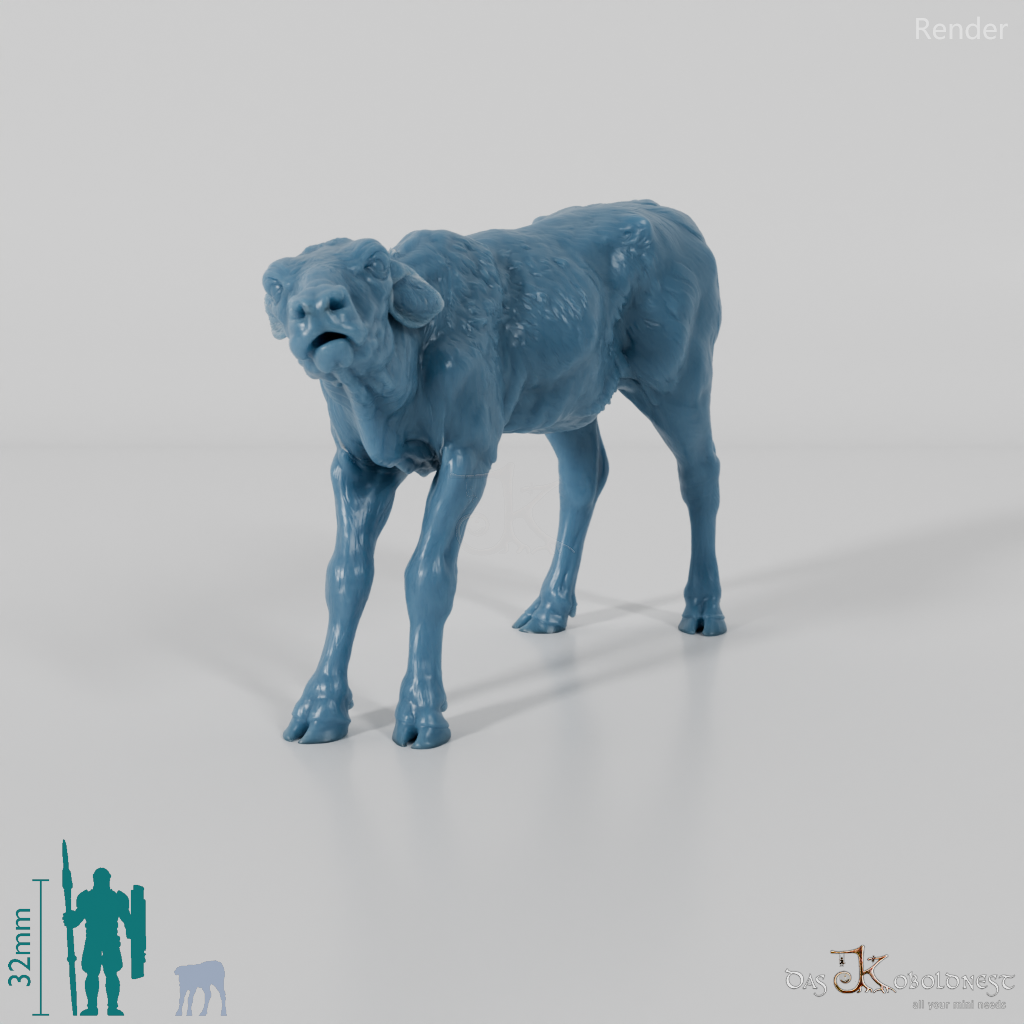 Rind - North Devon Kalb 03