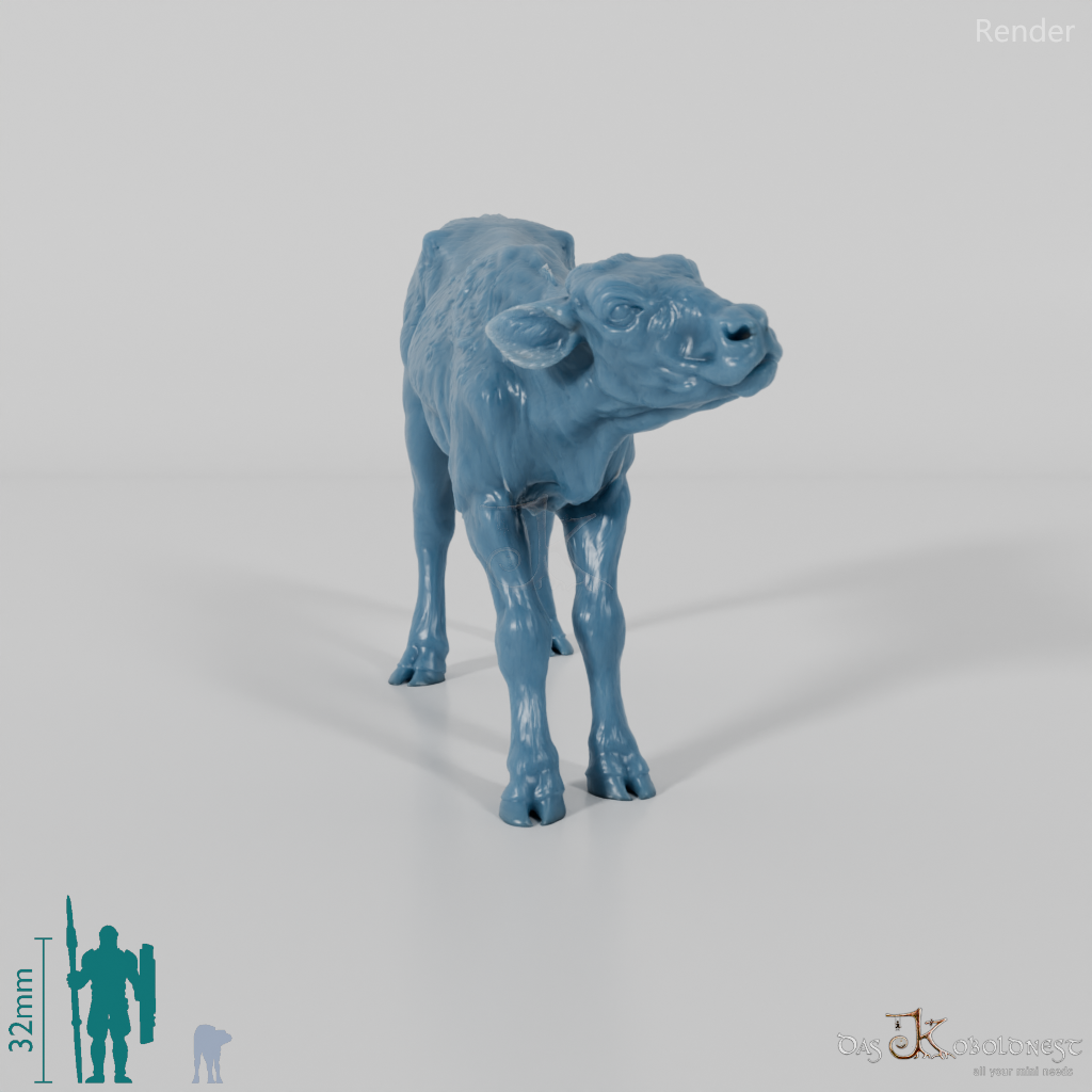 Rind - North Devon Kalb 03