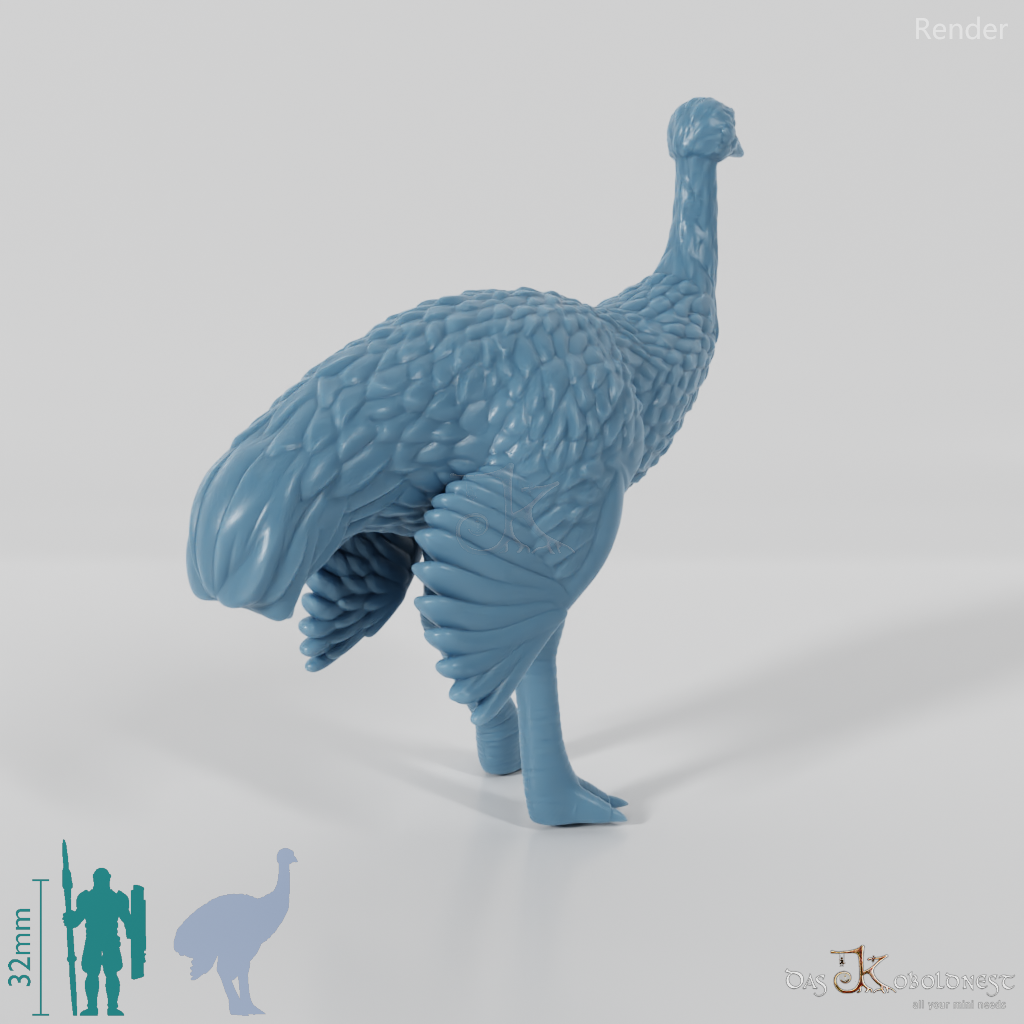 Ratite - Ostrich 02