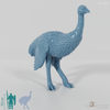 Ratite - Ostrich 02