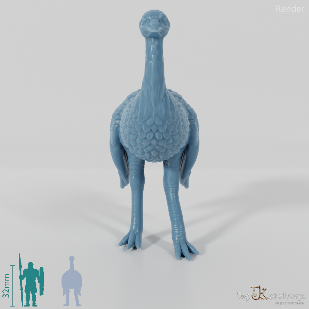 Ratite - Ostrich 02