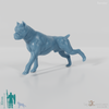 Hund - Pitbull 02