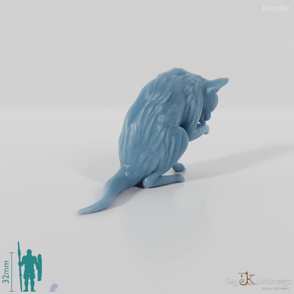 Cat - Lilith, preening cat