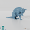 Cat - Lilith, preening cat