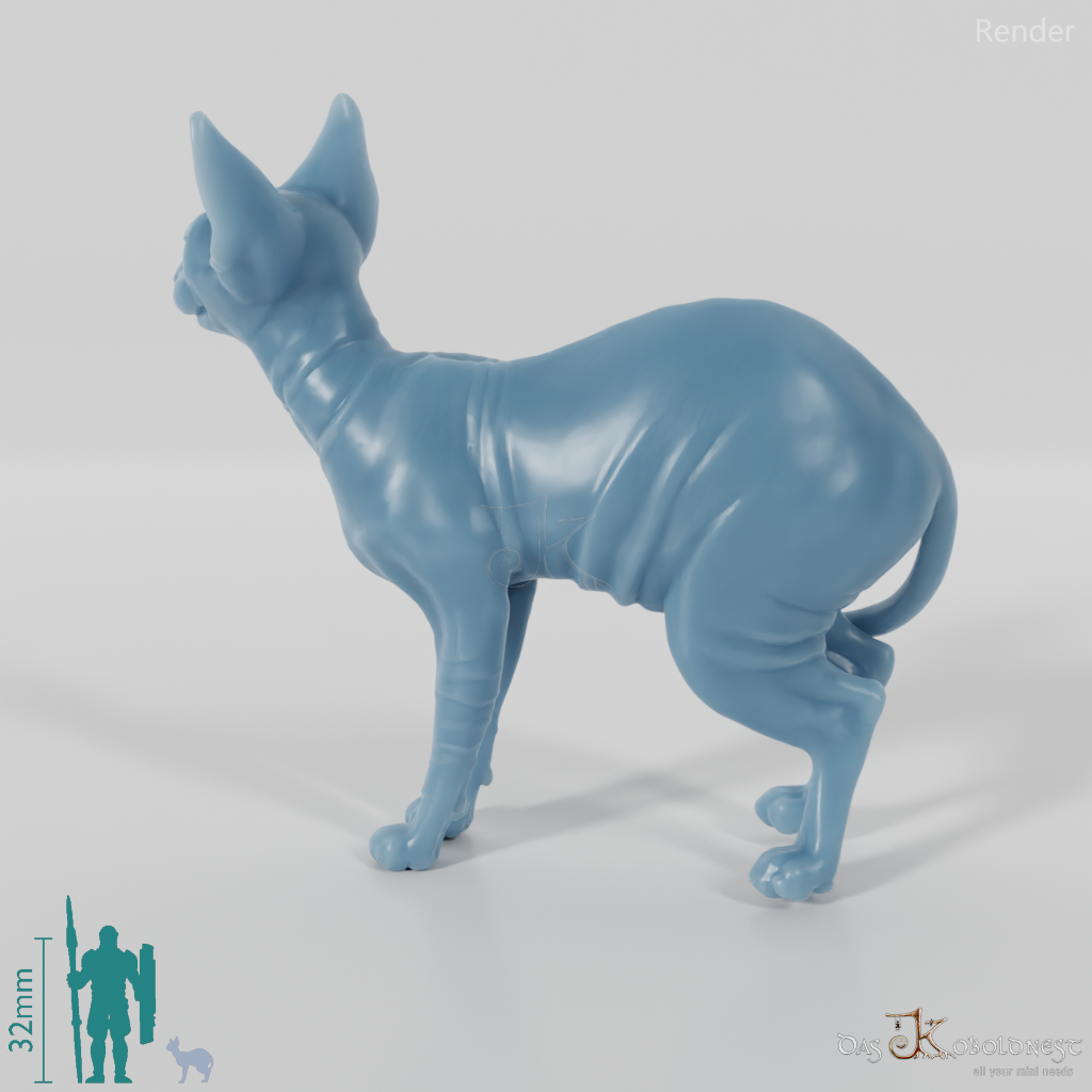 Cat - Ursula, standing Sphynx