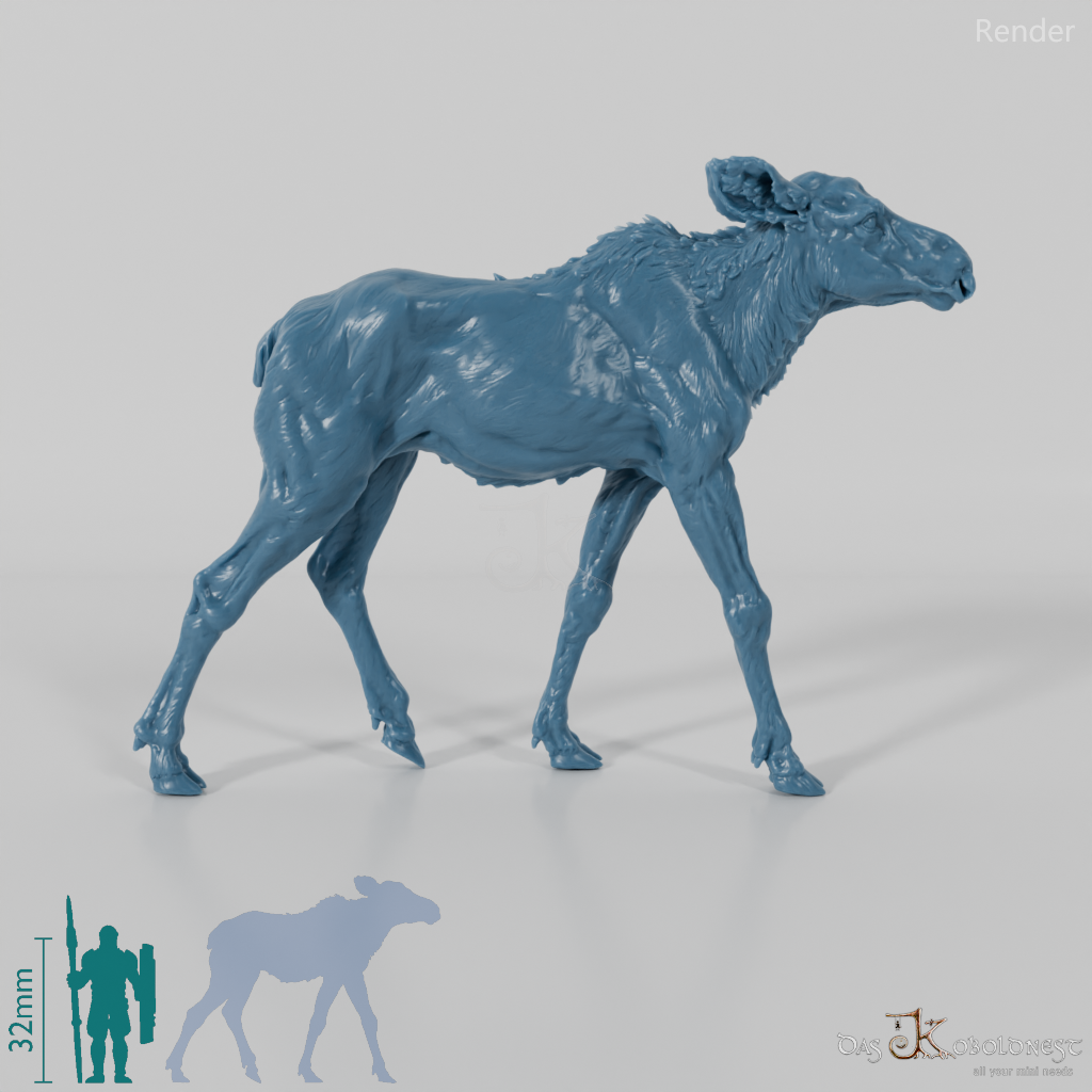 Deer - Elk - Calf 01