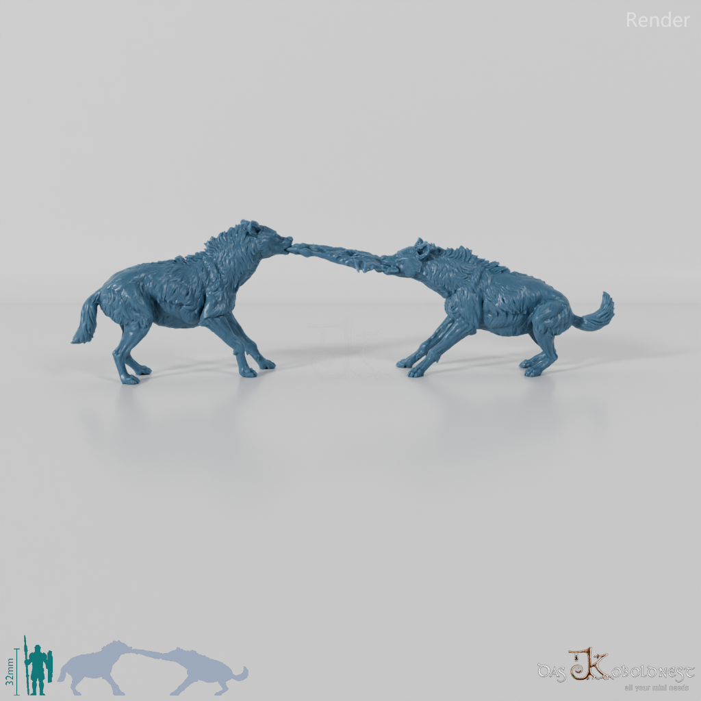 Hyena - Fighting spotted hyenas