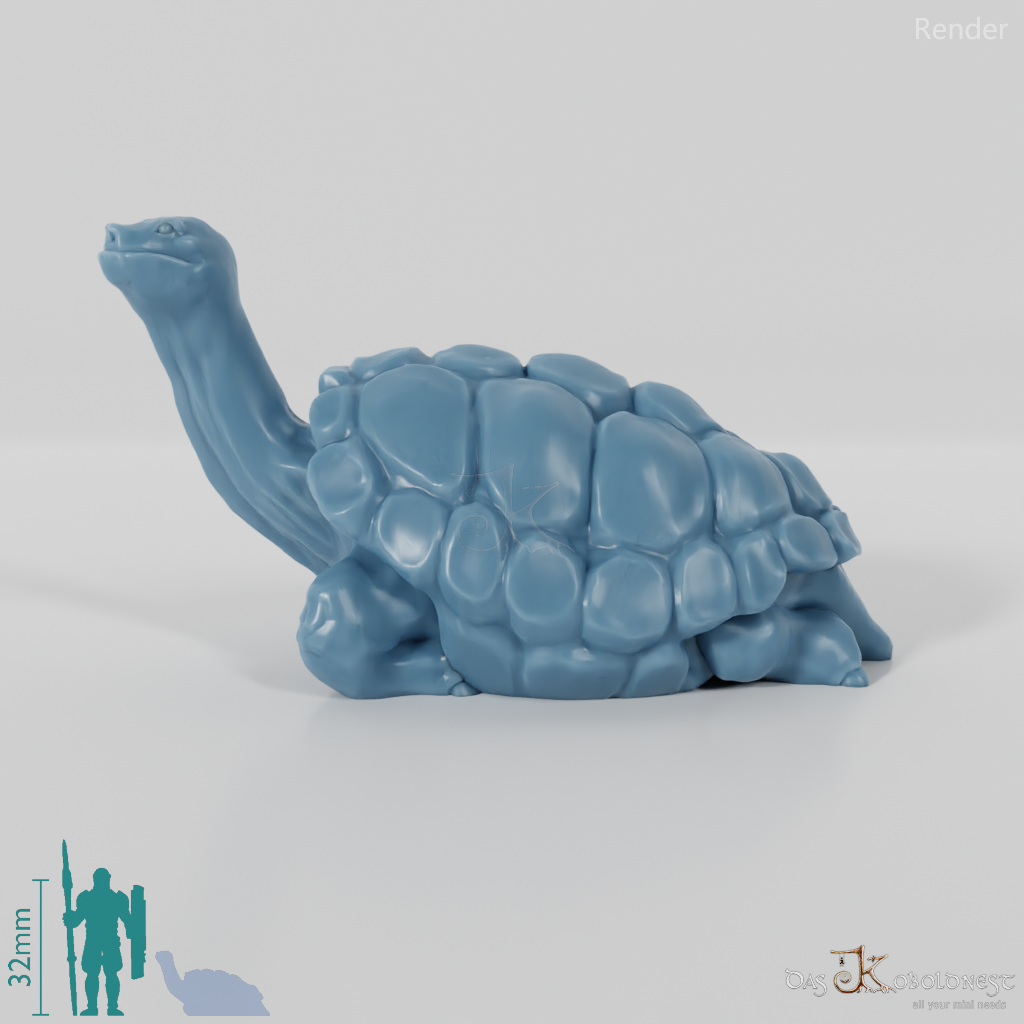 Tortoise - Large tortoise 2