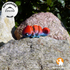 Chamäleonbaby - Flexi-Tier