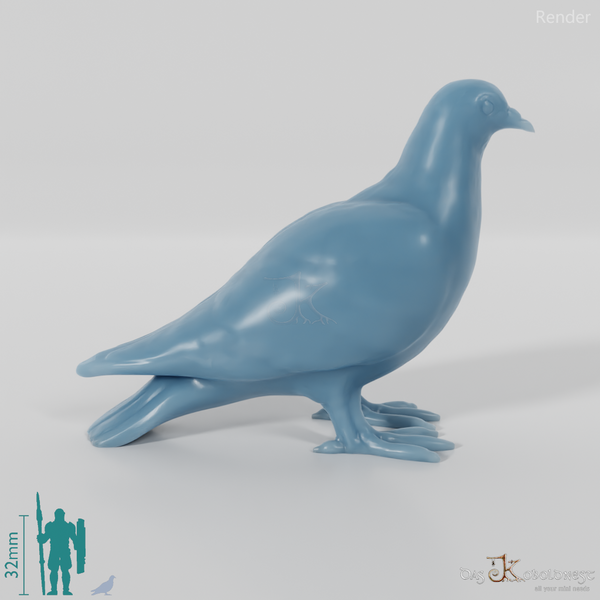 Bird - Pigeon 01