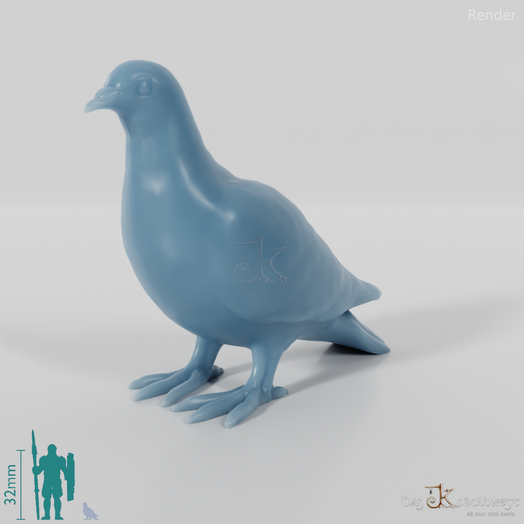 Bird - Pigeon 01