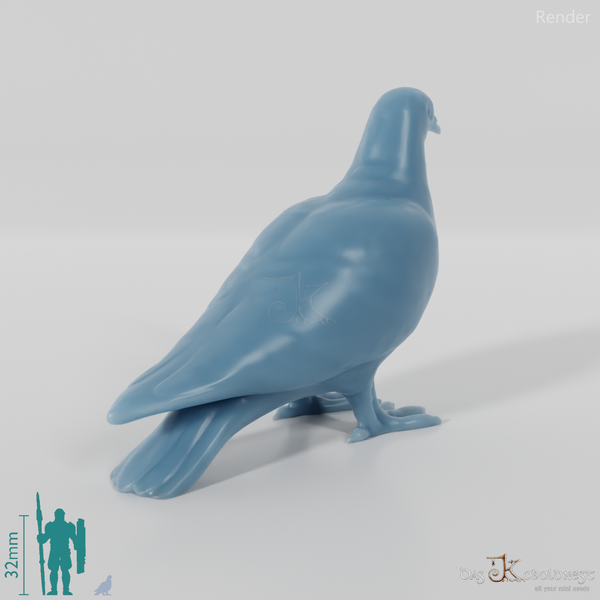 Bird - Pigeon 01