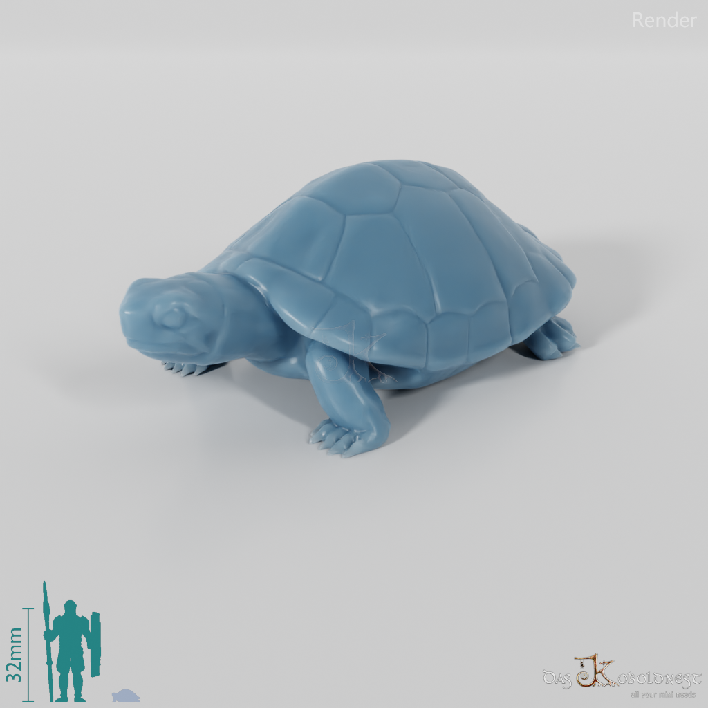Schildkröte - Schildkröte 01