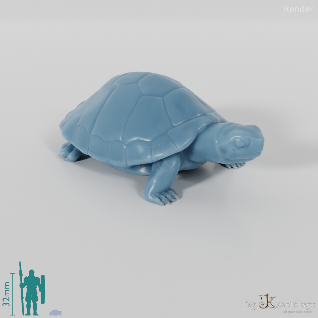 Schildkröte - Schildkröte 01