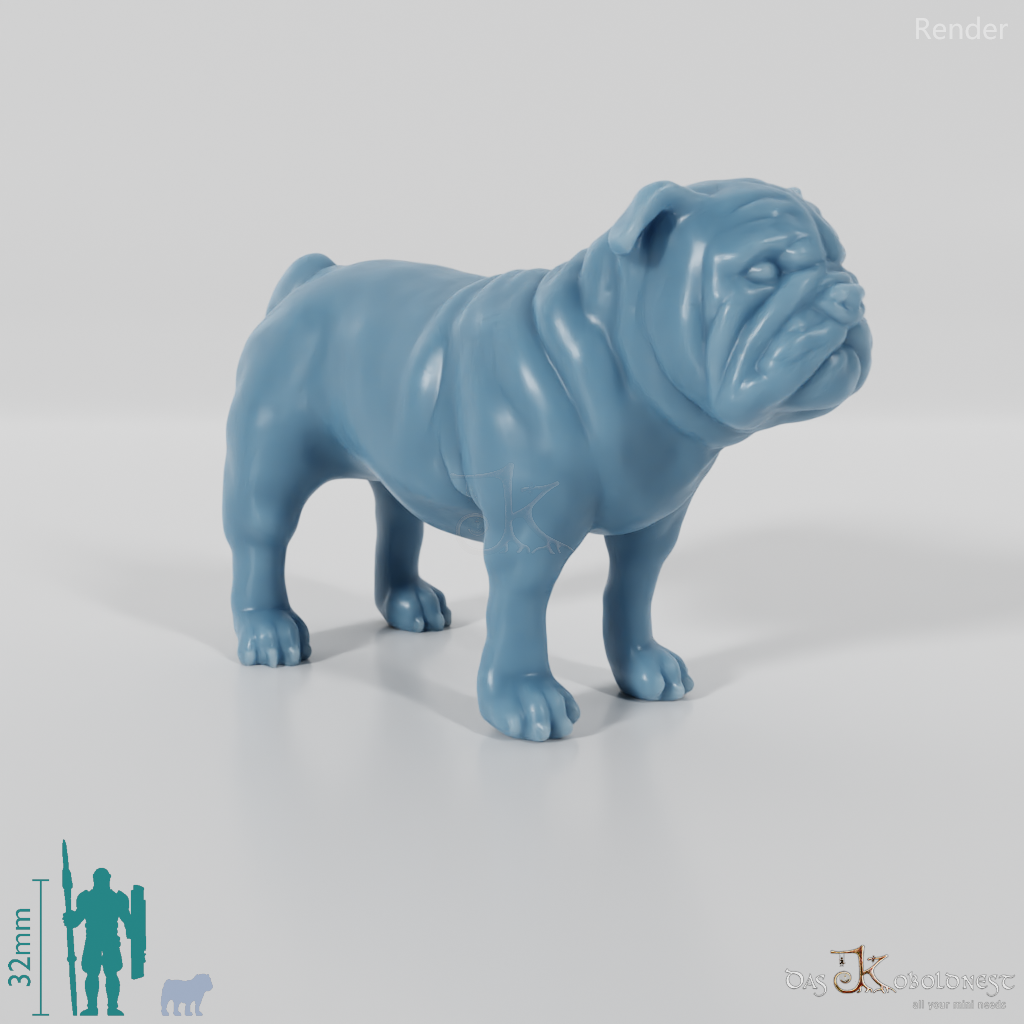 Hund - Bulldogge 01