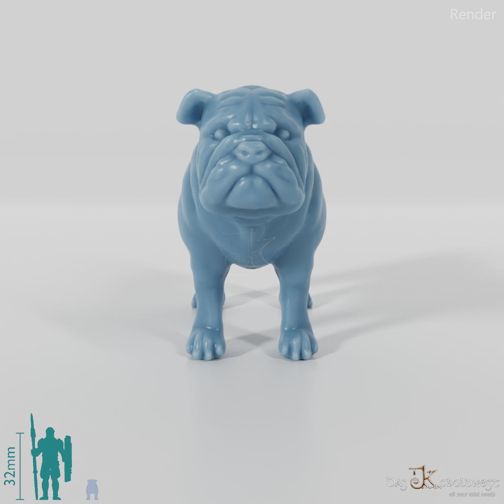 Hund - Bulldogge 01
