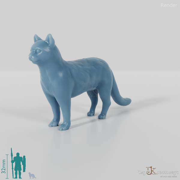 Cat - domestic cat 02