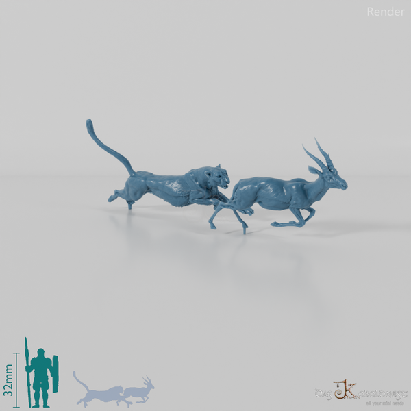 Big cat - cheetah hunting for Thomson's gazelle