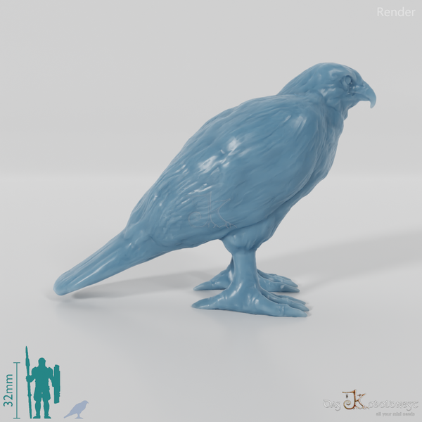 Bird of prey - Sparrowhawk 01