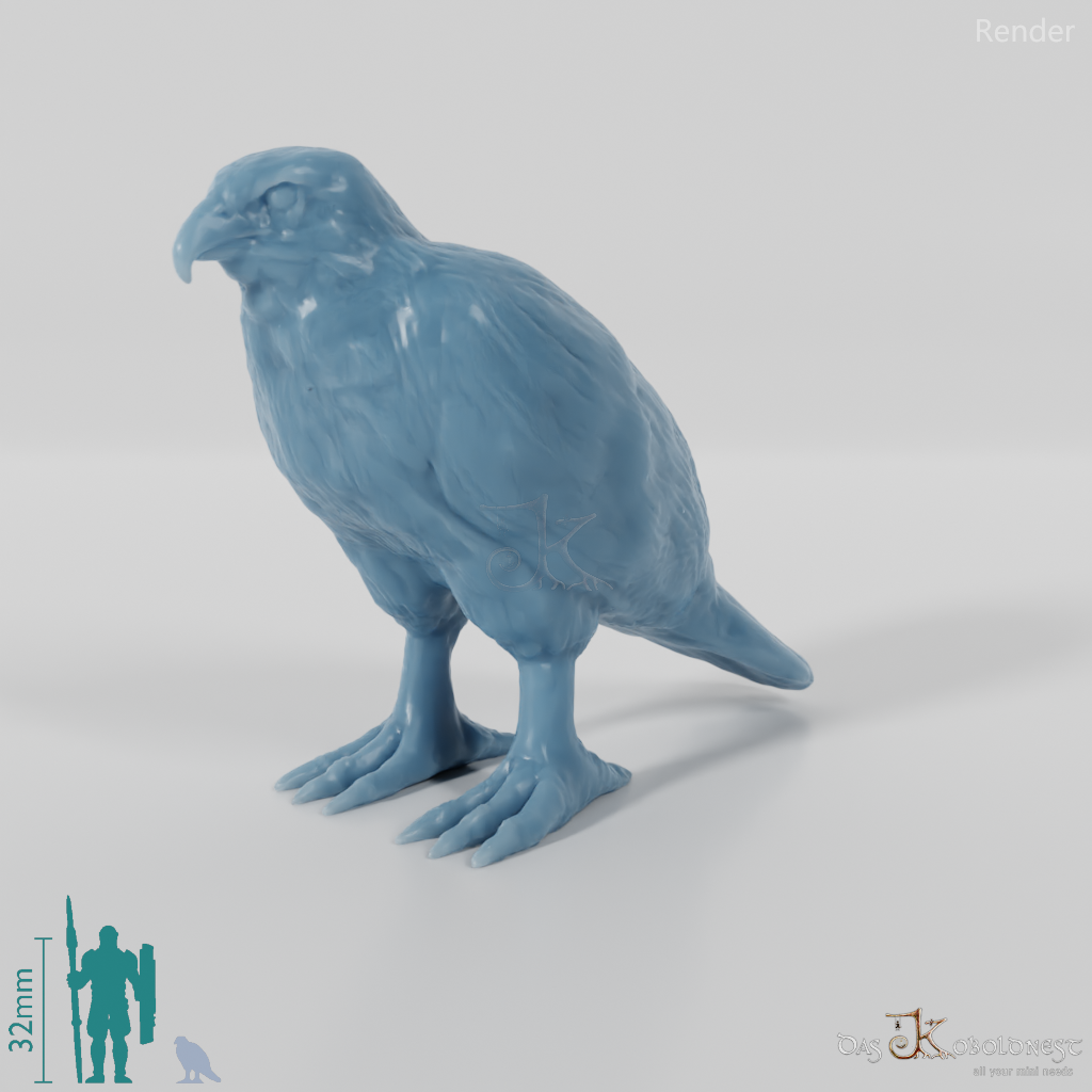 Bird of prey - Sparrowhawk 01