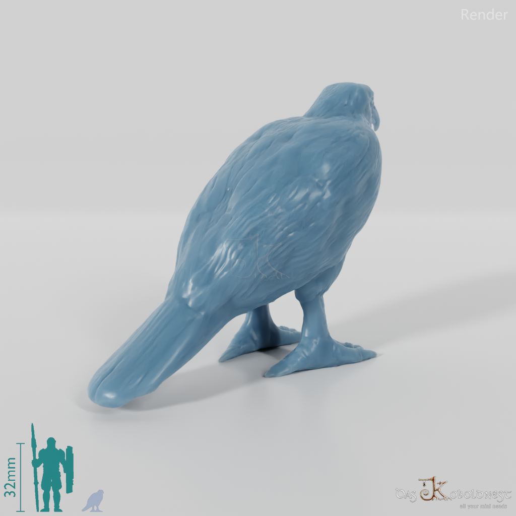 Bird of prey - Sparrowhawk 01
