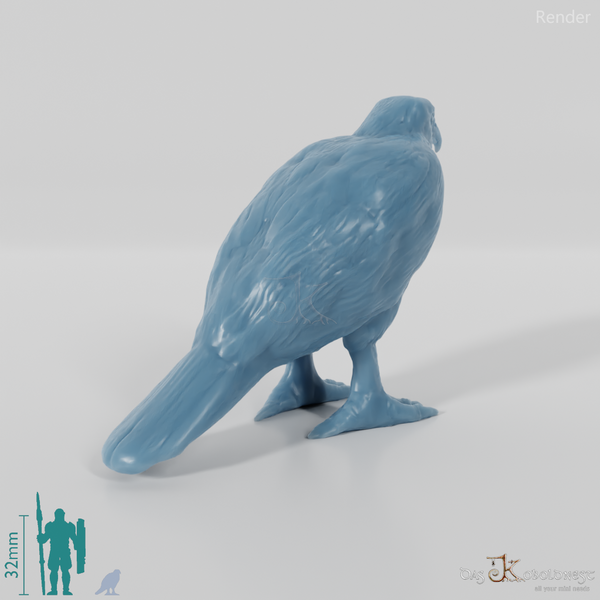 Bird of prey - Sparrowhawk 01