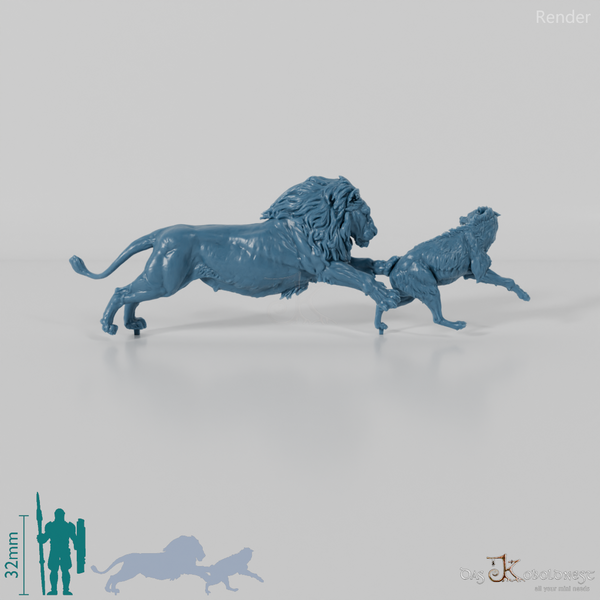 Big cat - lion hunting spotted hyena