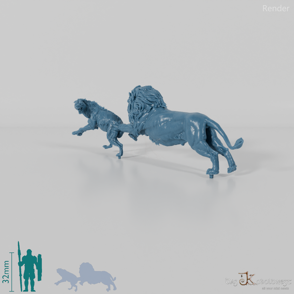 Big cat - lion hunting spotted hyena