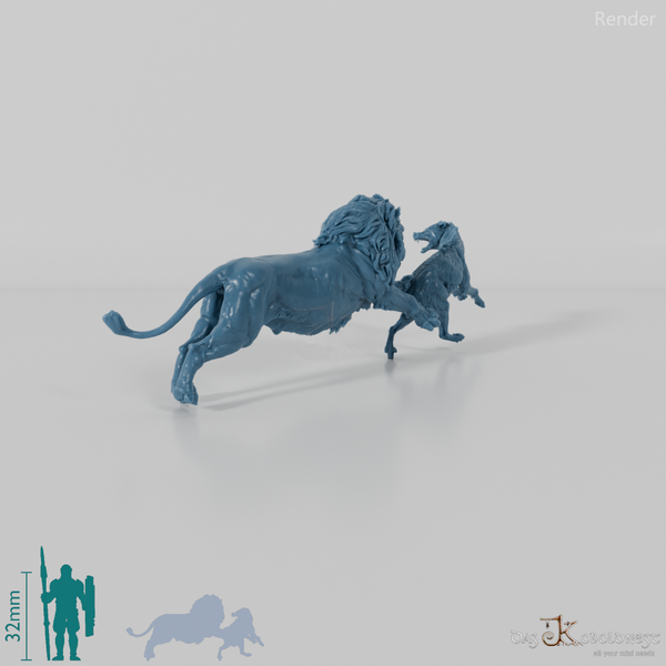 Big cat - lion hunting spotted hyena