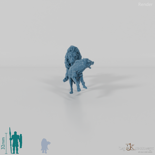 Big cat - lion hunting spotted hyena