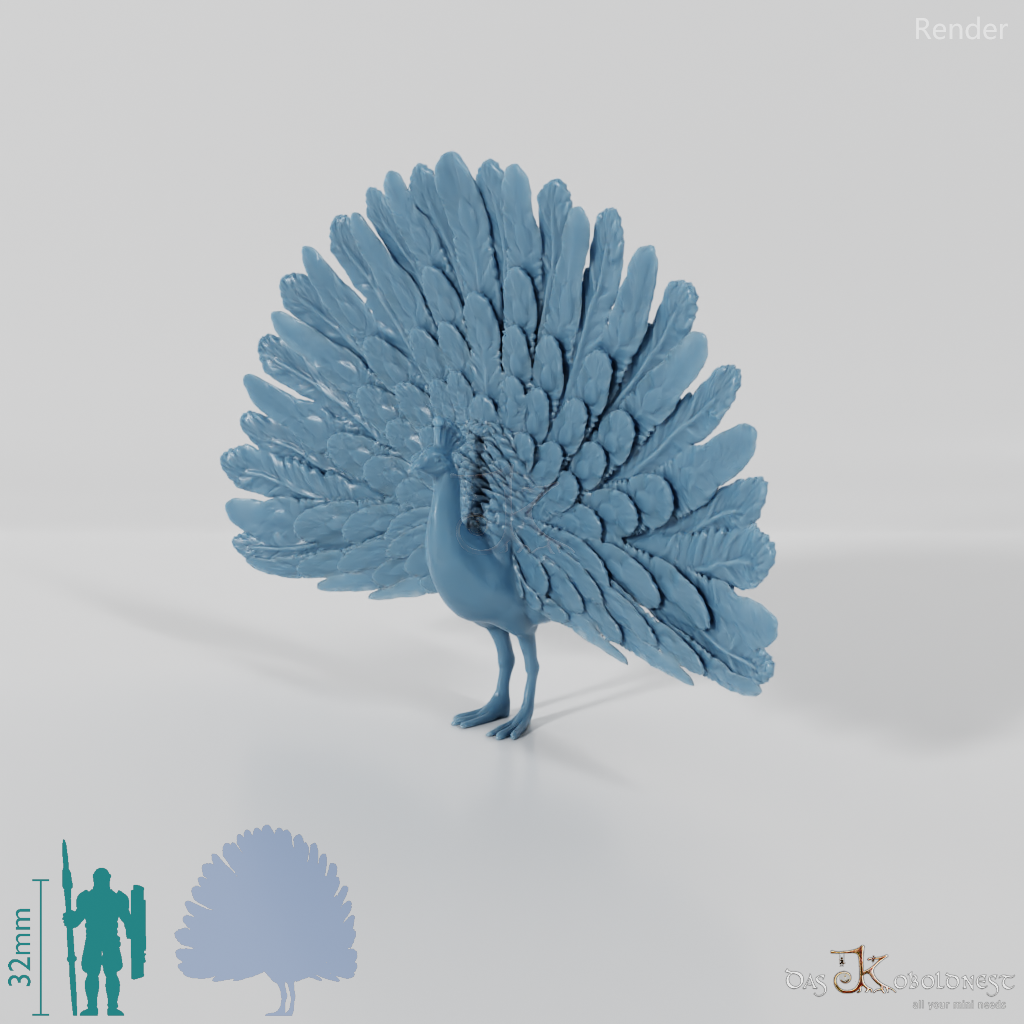 Chicken Bird - Cartwheeling Peacock 01