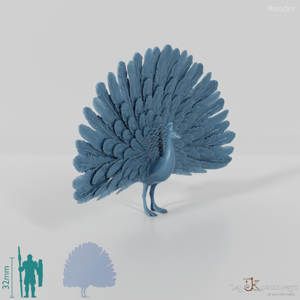 Chicken Bird - Cartwheeling Peacock 01