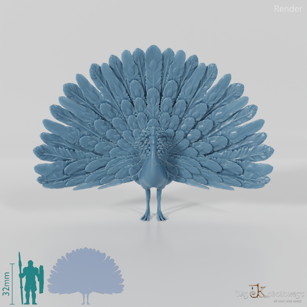 Chicken Bird - Cartwheeling Peacock 01
