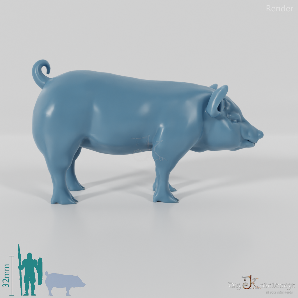 Domestic Pig - Pig 01