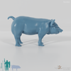 Domestic Pig - Pig 02