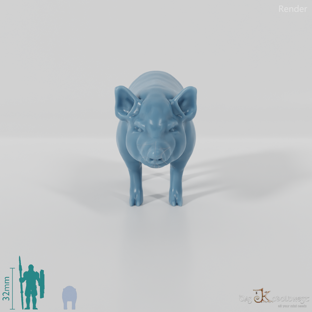 Domestic Pig - Pig 02