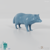 Raccoon - Tanuki 01