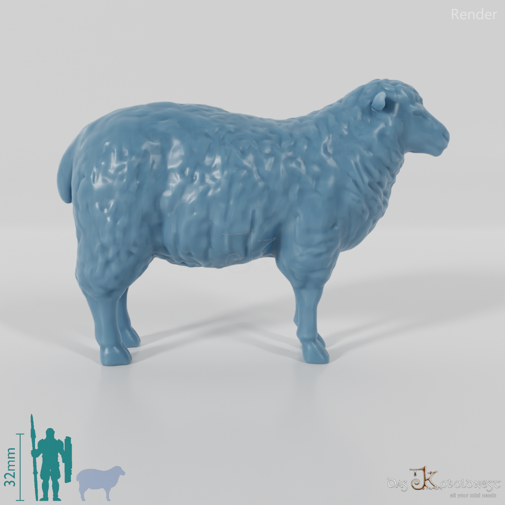 Sheep - domestic sheep 01