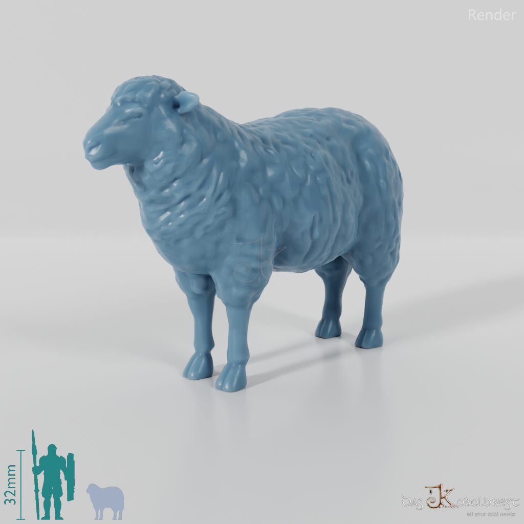 Sheep - domestic sheep 01