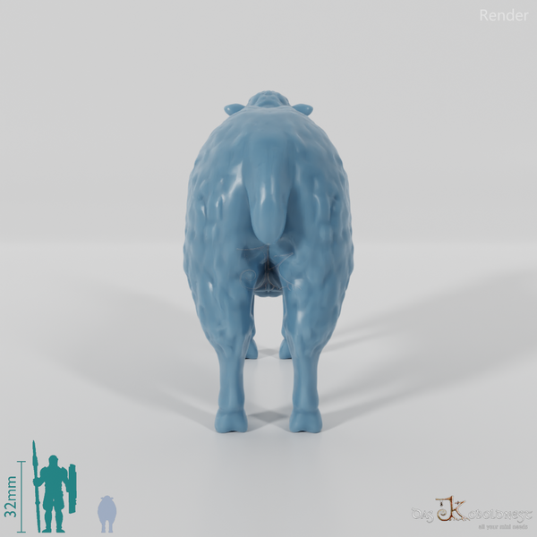 Sheep - domestic sheep 01